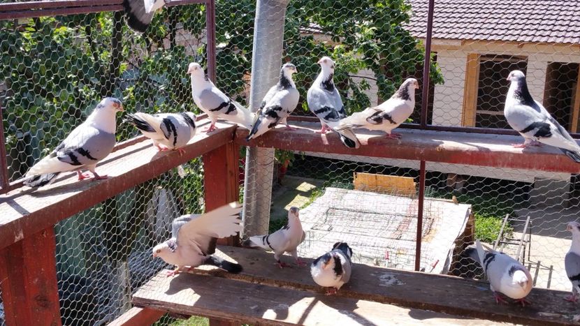  - A-- DE VANZARE JUCATORI DE GALATI