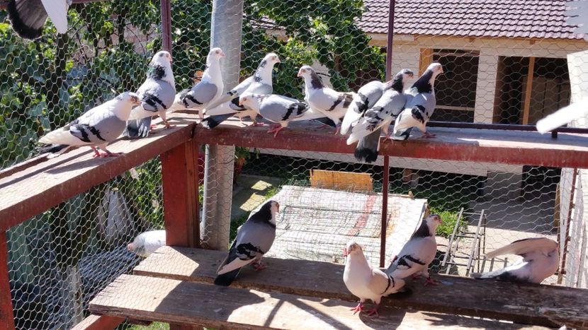  - A-- DE VANZARE JUCATORI DE GALATI