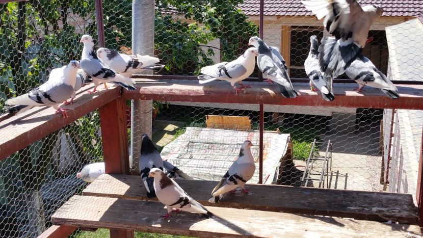  - A-- DE VANZARE JUCATORI DE GALATI