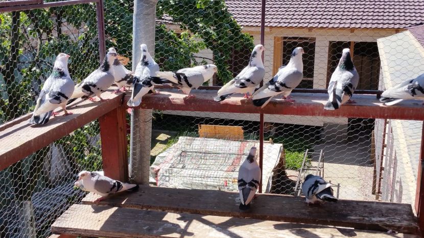  - A-- DE VANZARE JUCATORI DE GALATI