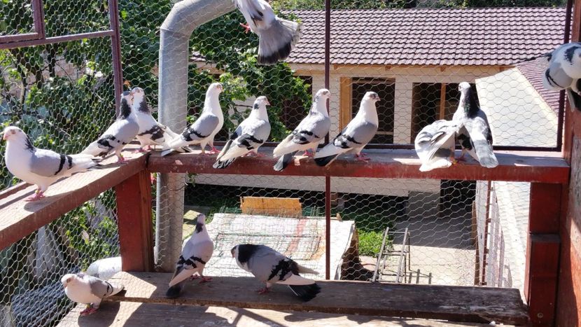  - A-- DE VANZARE JUCATORI DE GALATI