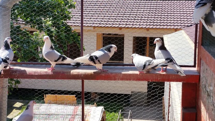  - A-- DE VANZARE JUCATORI DE GALATI