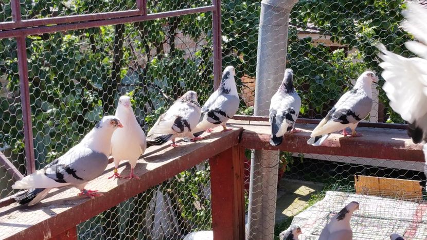  - A-- DE VANZARE JUCATORI DE GALATI