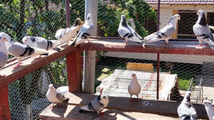  - A-- DE VANZARE JUCATORI DE GALATI