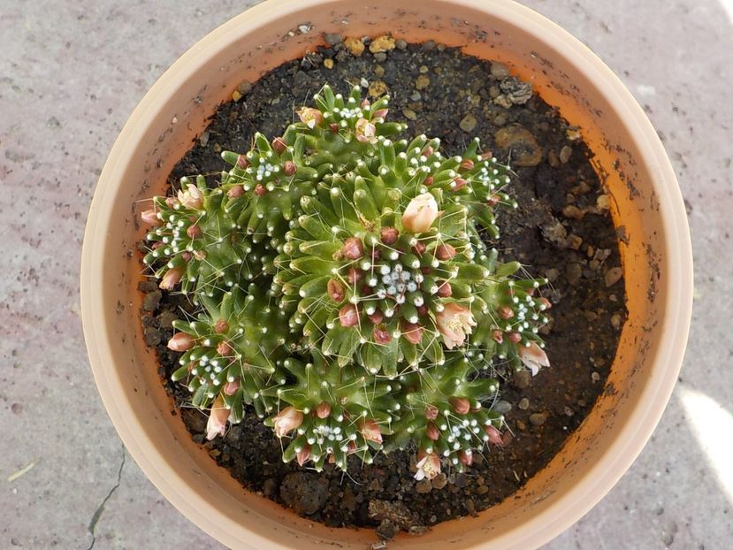  - mammillaria painteri