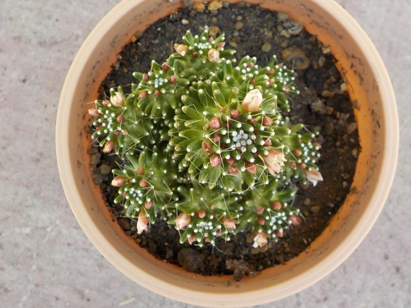  - mammillaria painteri