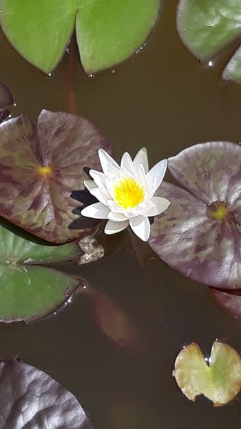  - Comanda florariatrias ro