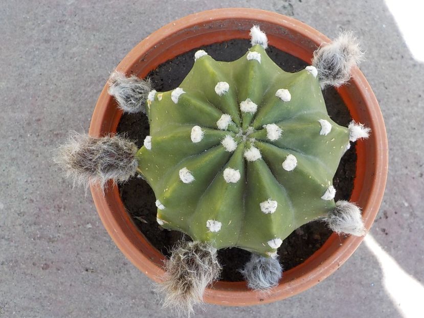  - echinopsis subdenudata