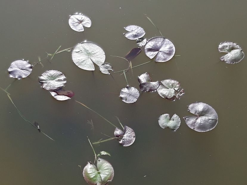  - Comanda florariatrias ro