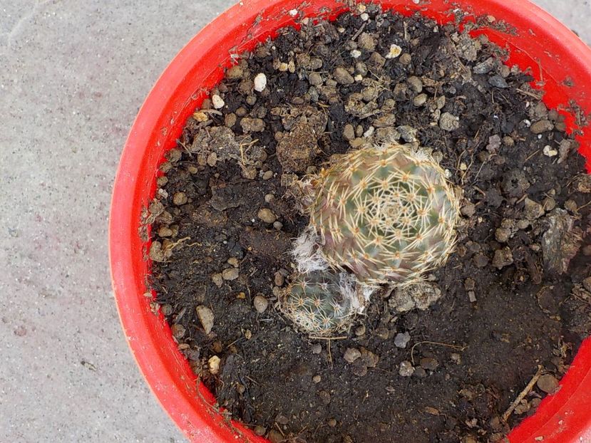  - rebutia pygmea 2019