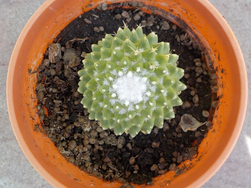  - mammilaria polithele