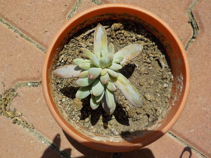  - echeveria tolimanensis 2019