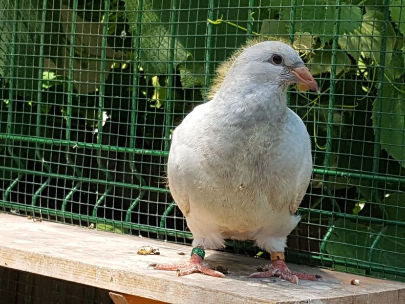  - 0-VRdF-TINERET-2019