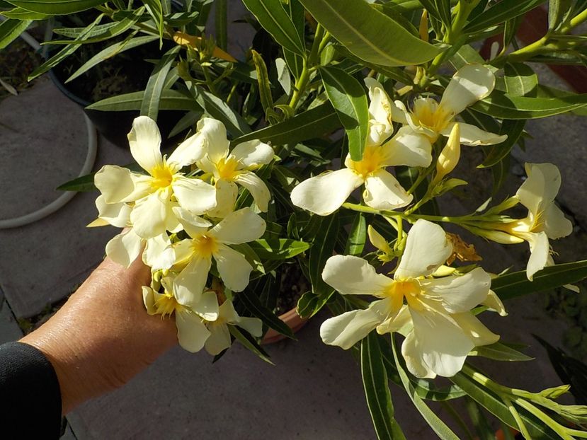  - maria gambeta nr 25