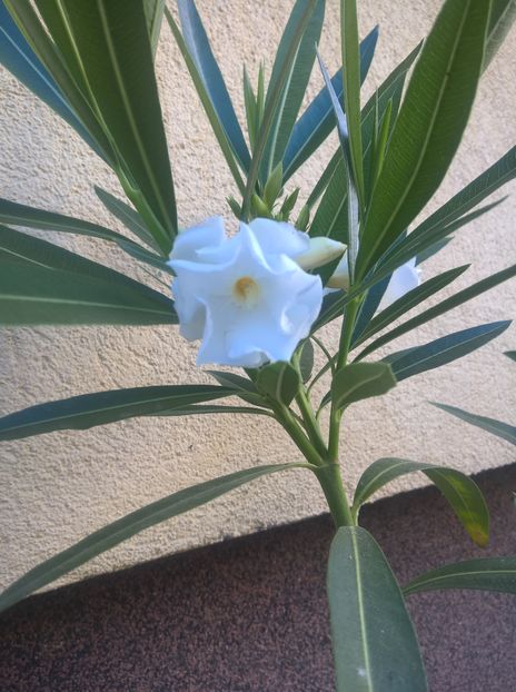  - Flori curte 2019-2021