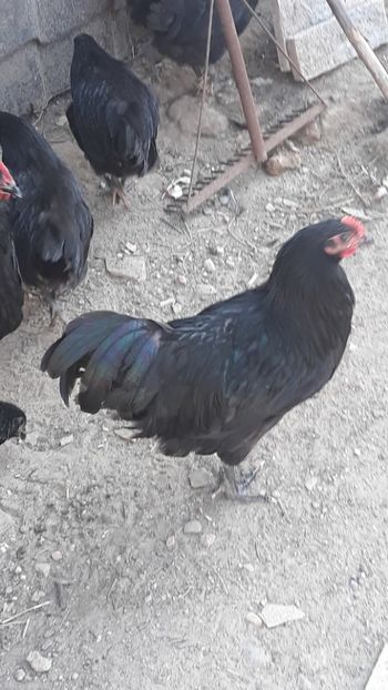  - Găini Australorp