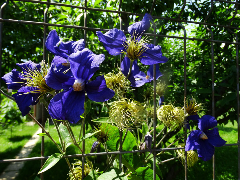  - Clematis