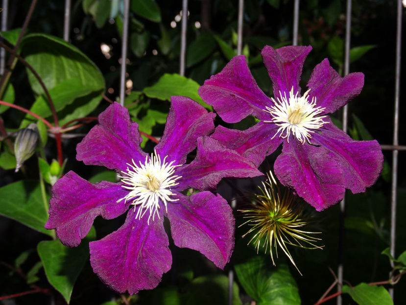  - Clematis