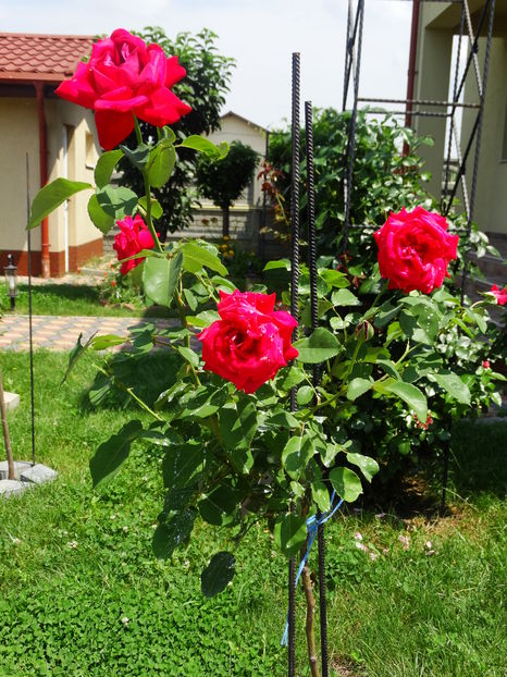  - FLORI DE EXTERIOR