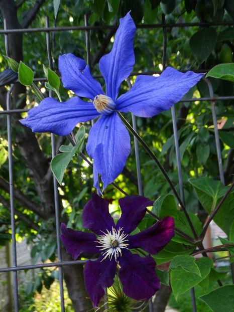  - Clematis