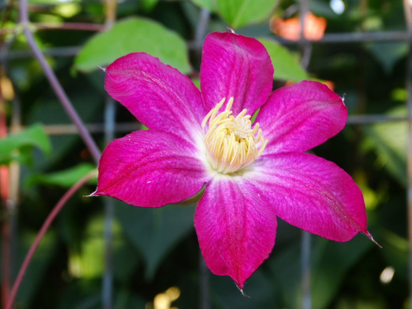  - Clematis