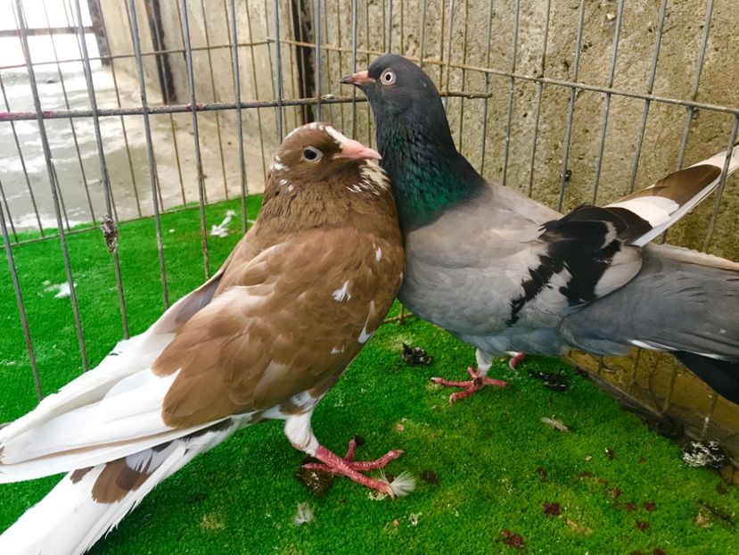 0CED4BE8-1A35-40B6-A280-3D30E1CE0C8E - Wuta