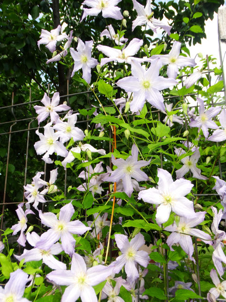  - Clematis