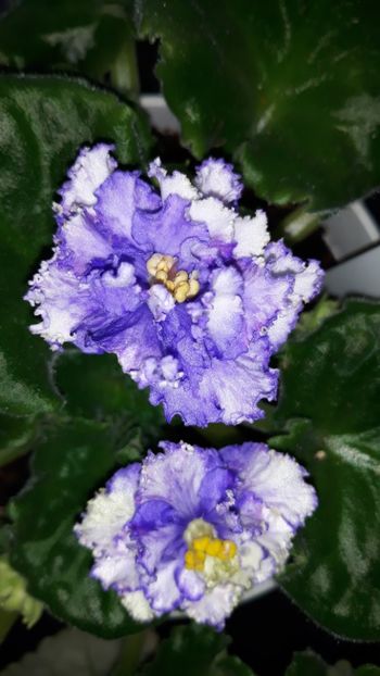  - EK-Solnechniy Malchik Sunny Boy