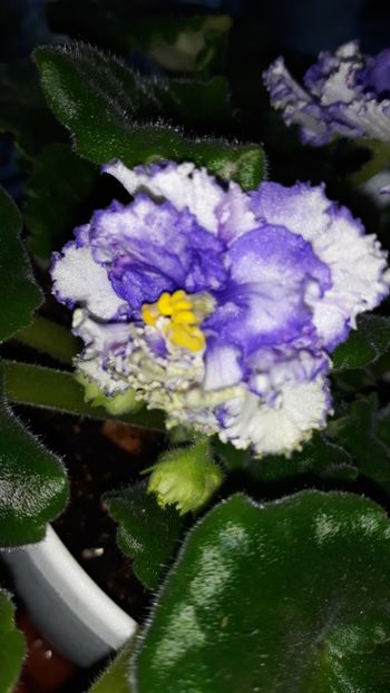  - EK-Solnechniy Malchik Sunny Boy