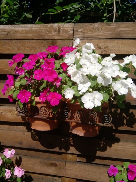  - Impatiens 2019