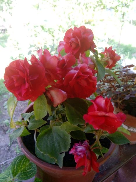  - Impatiens 2019