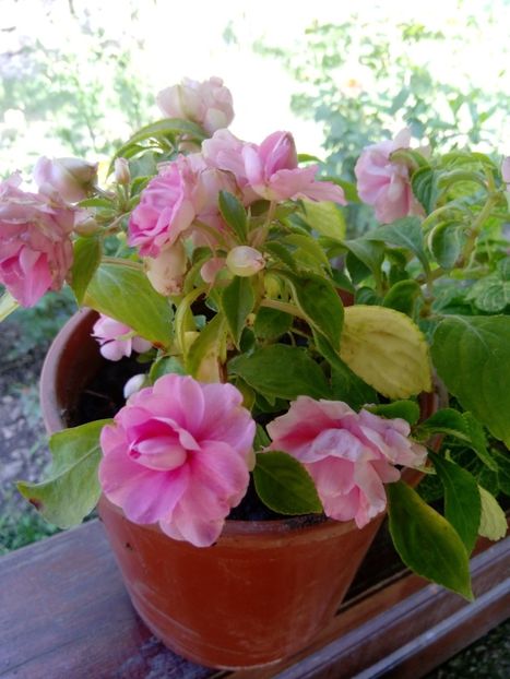 - Impatiens 2019