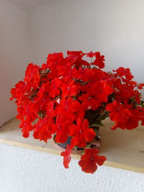  - Impatiens 2019