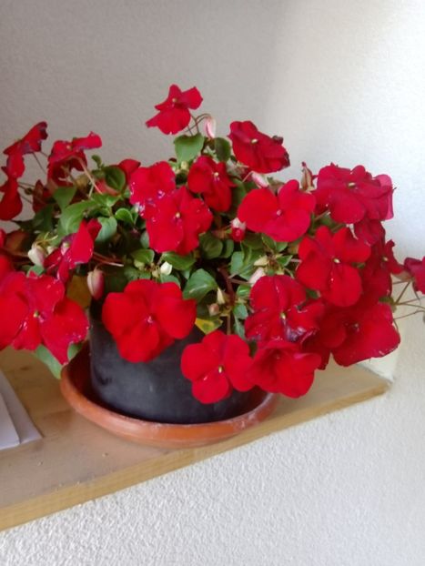  - Impatiens 2019