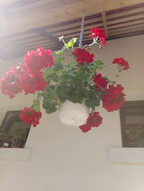  - Mixt de Floricele 2019