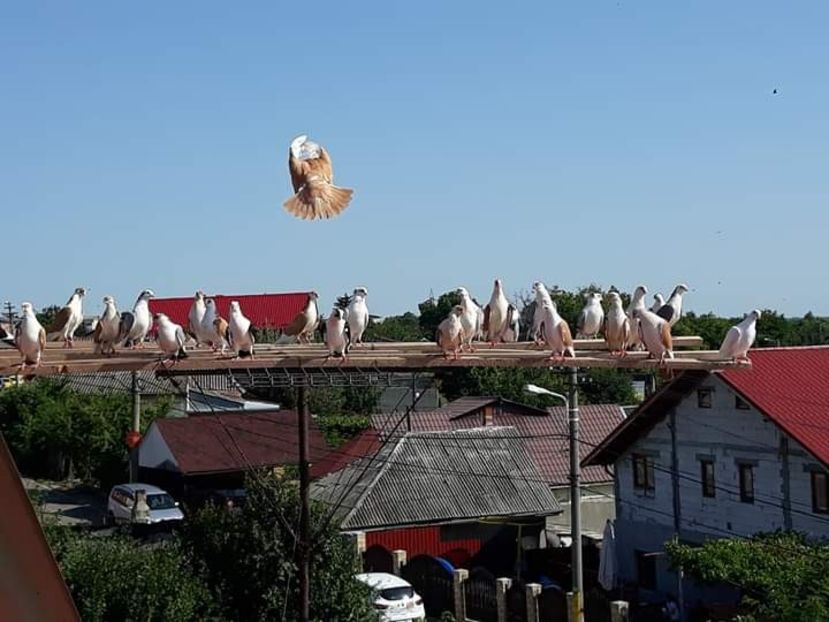  - Galateni baltati pe galben