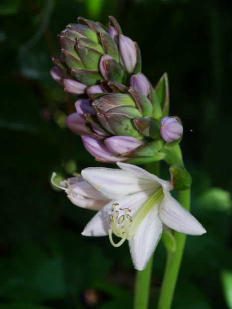 Floare aureomarginata - Hosta