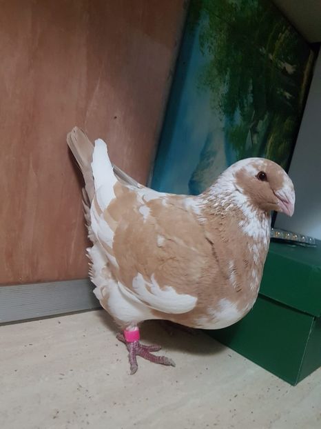 Fem 2018 - Matca AGH 2019