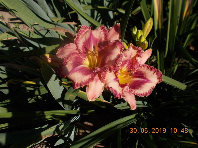 M-r8,12- - HEMEROCALLISI-2019