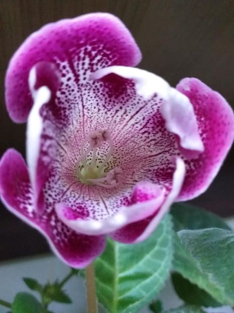 Larisa 69 (3) - Gloxinii 2019