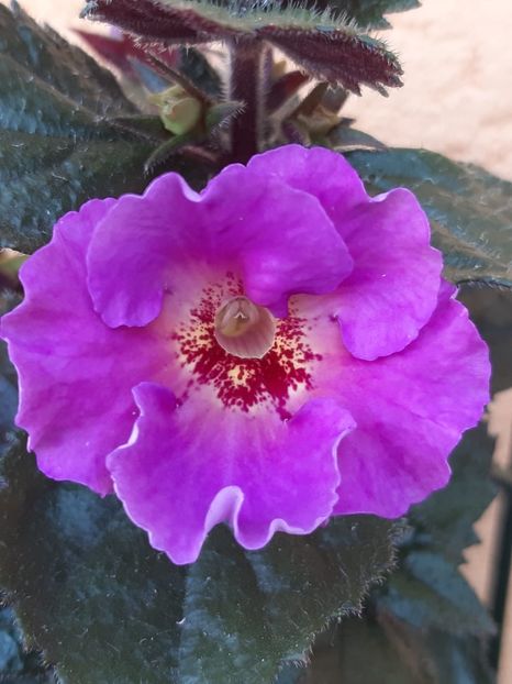 BriD’s Bella - Achi din semințe BriDs 2018