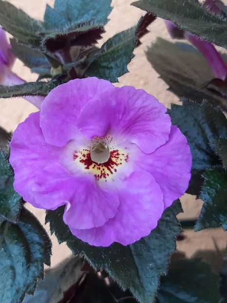 BriD’s Bella - Achi din semințe BriDs 2018