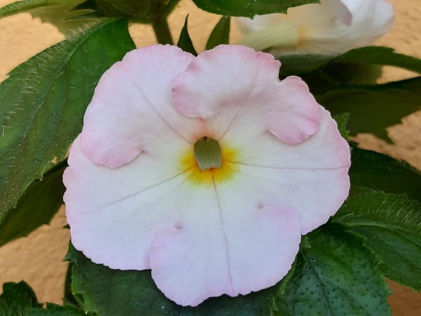 BriD’s Gwindi - Achi din semințe BriDs 2018