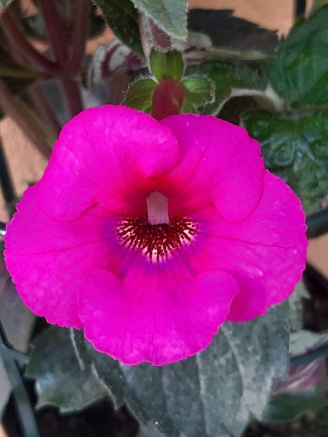 BriD’s Mira - Achi din semințe BriDs 2018