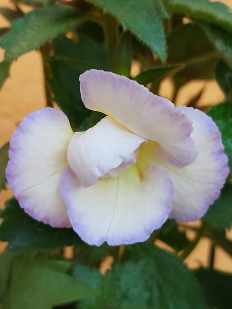 BriD’s 75-19 - Achi din semințe BriDs 2019