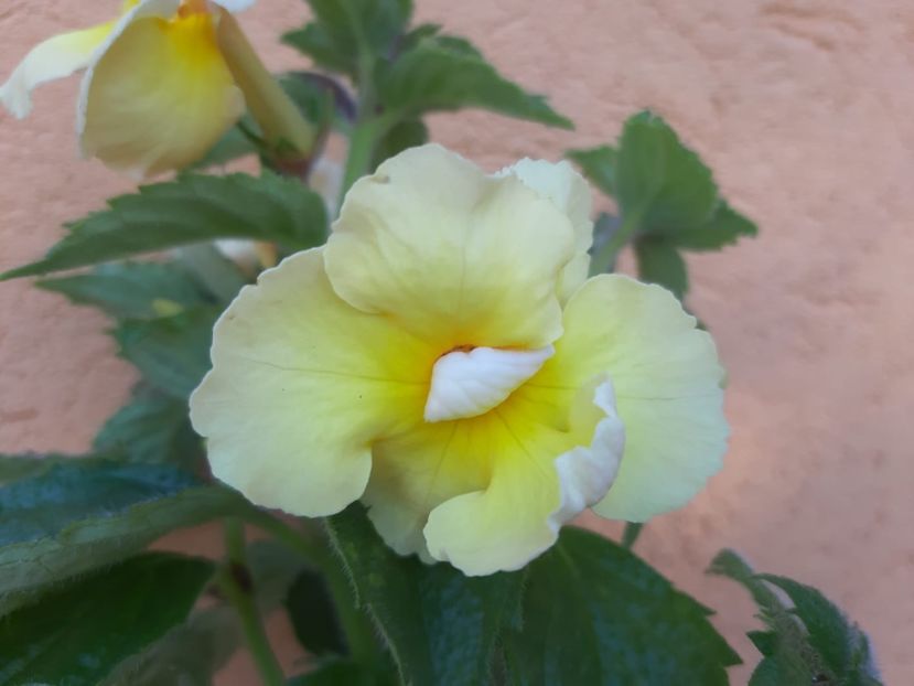 BriD’s 78-19 - Achi din semințe BriDs 2019