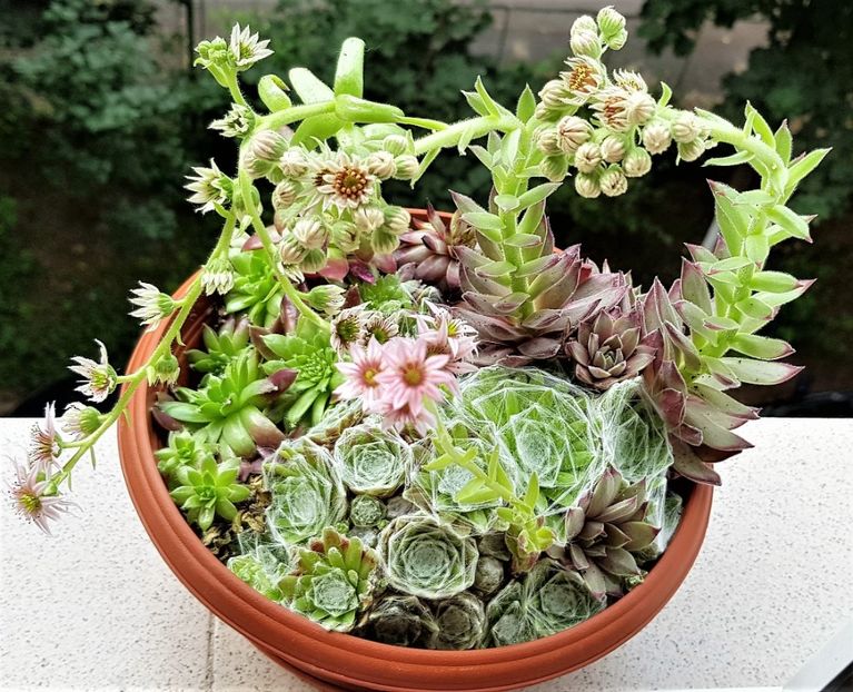  - Cactusi si suculente