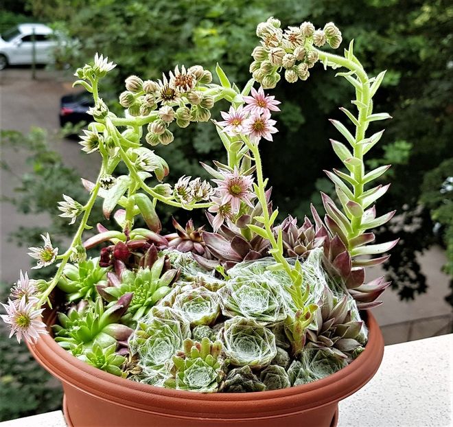  - Cactusi si suculente