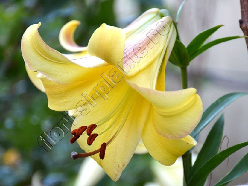 Crin Rising Moon - Crini - Llilium - Lily