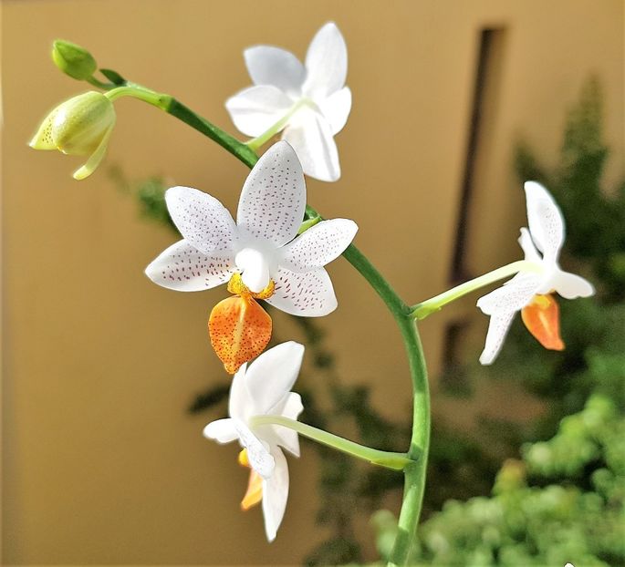  - Phalaenopsis 1